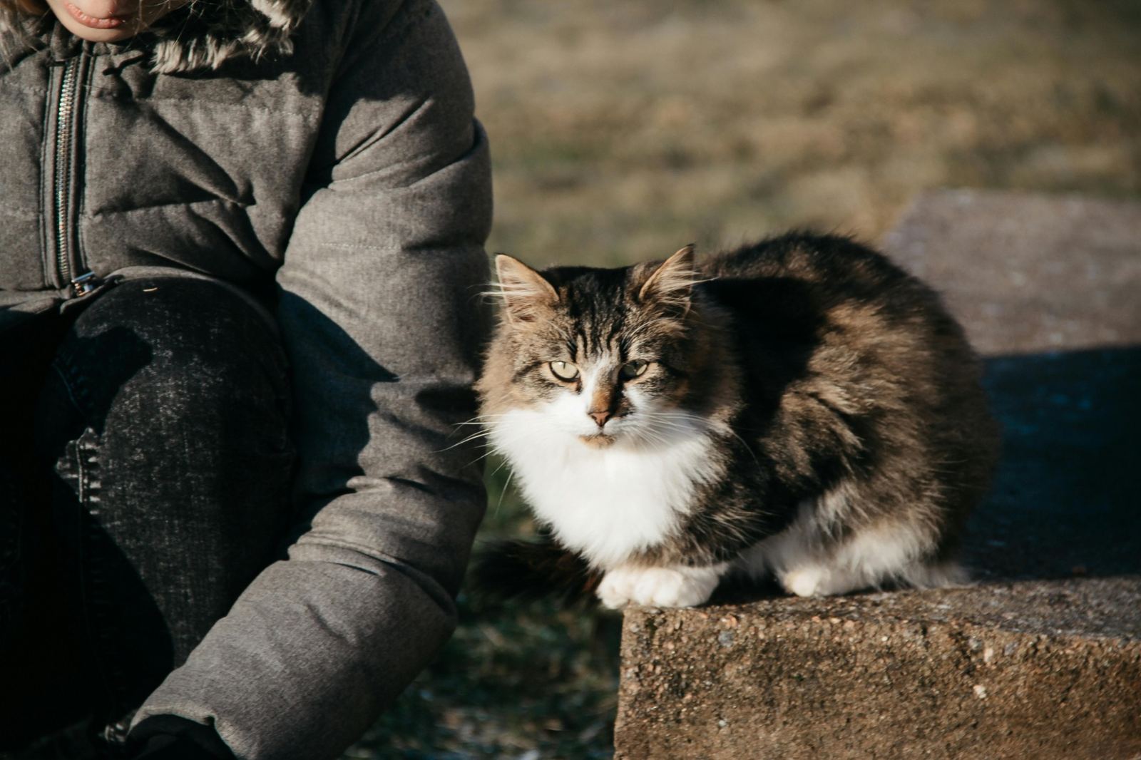 Humain et chat