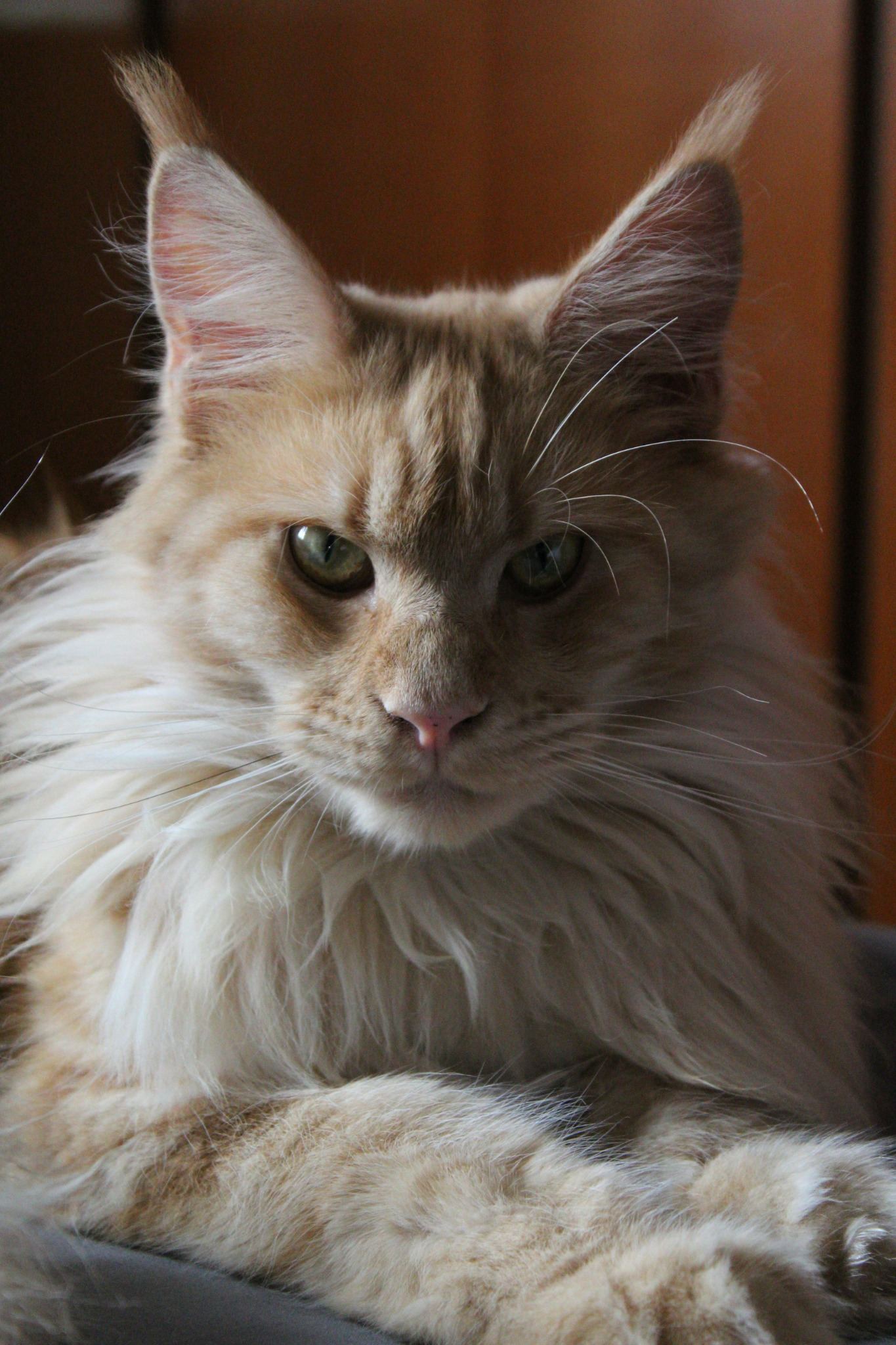 Portrait de chat